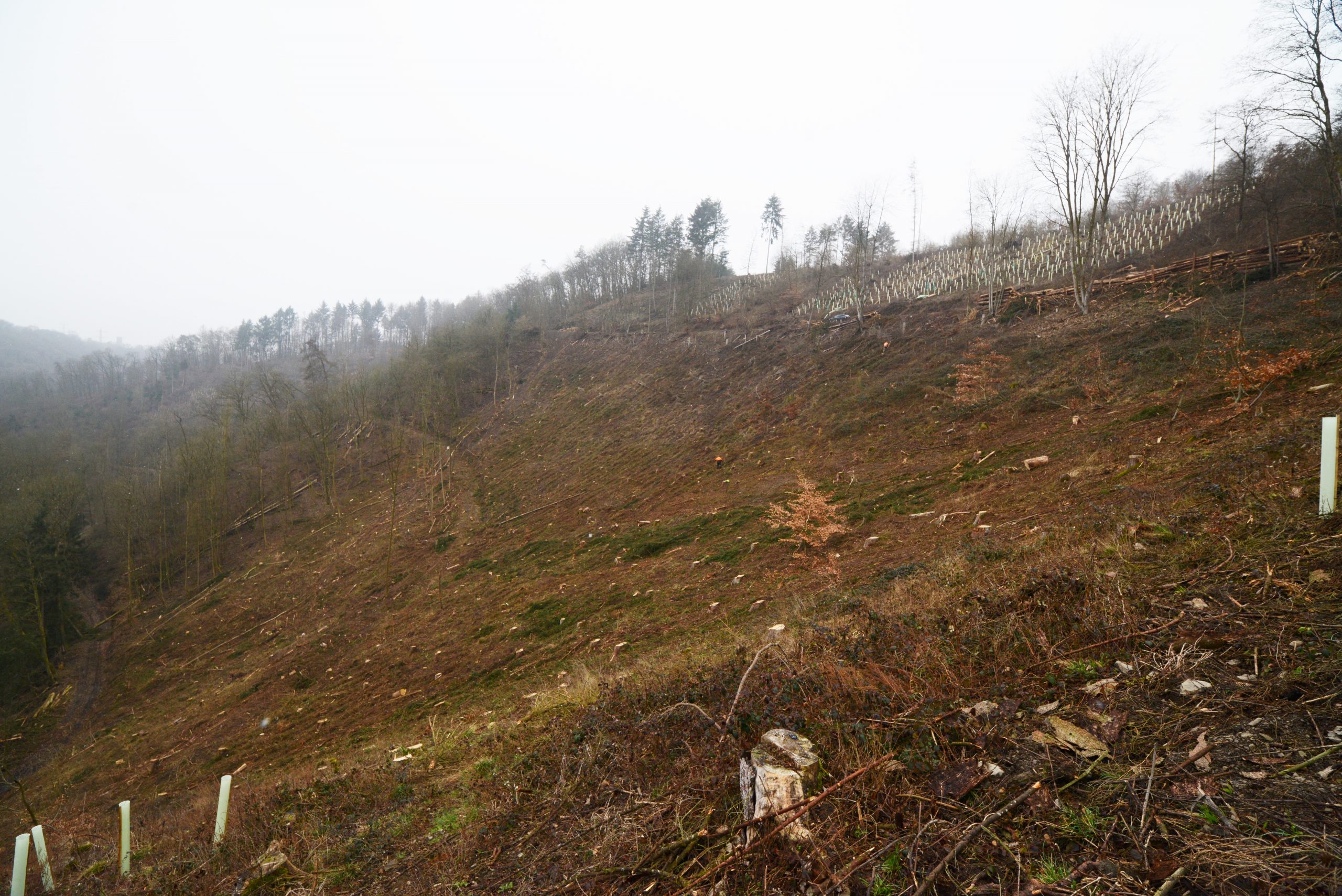 Aufforstungsarbeiten nach K&auml;ferbefall und Trockenheit
