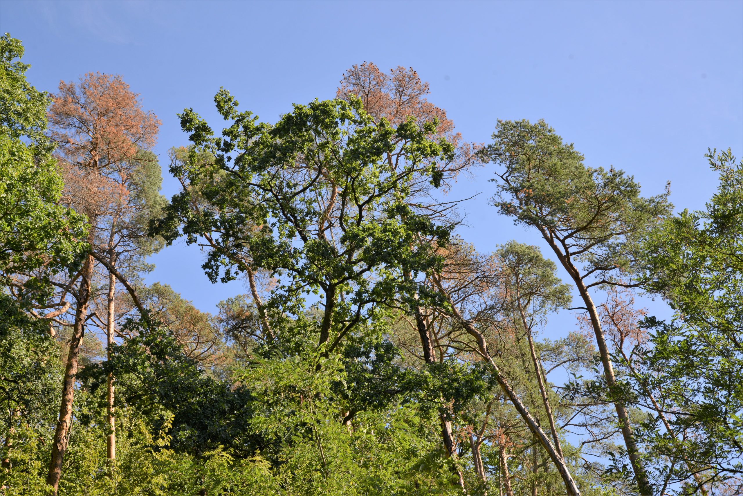 D&uuml;rre und Trocknissch&auml;den Weitersburg