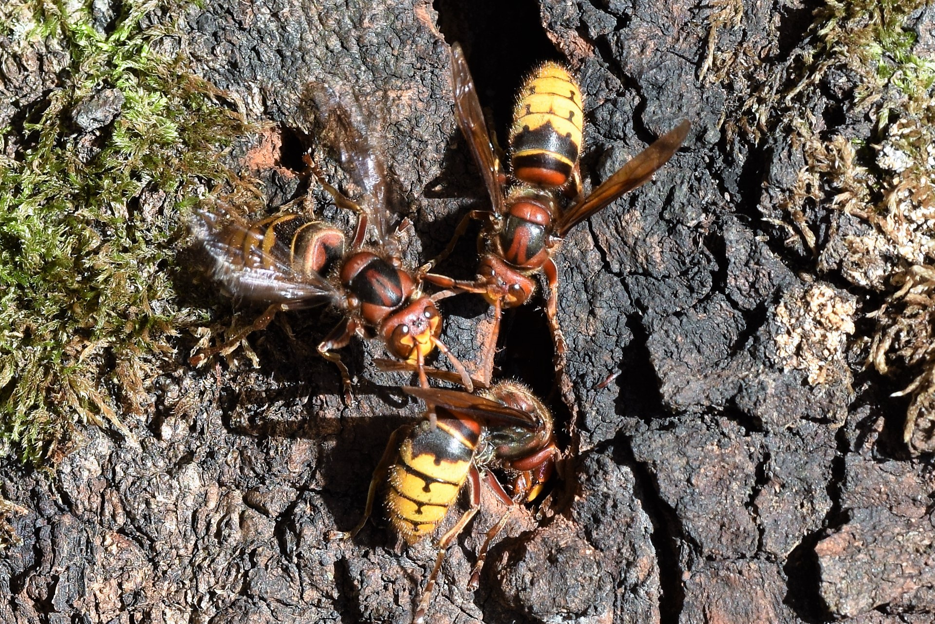 Hornissen in Weitersburg
